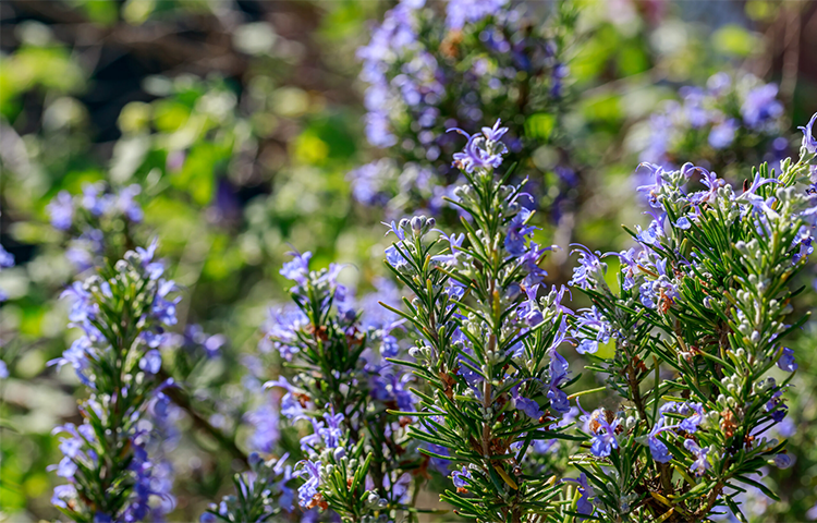 Hương thảo (Salvia rosmarinus L.)